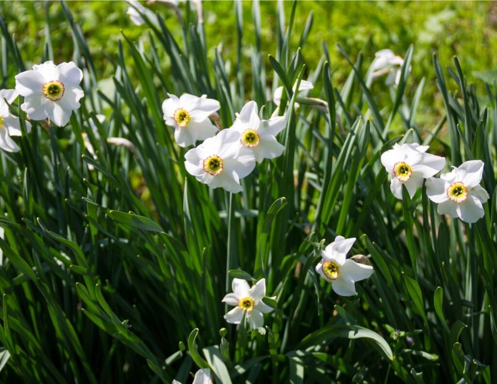 10 Health Benefits of Daffodil, Uses and Natural Remedies - MyNaturalTreatment.com10 Health Benefits of Daffodil, Uses and Natural Remedies - MyNaturalTreatment.com