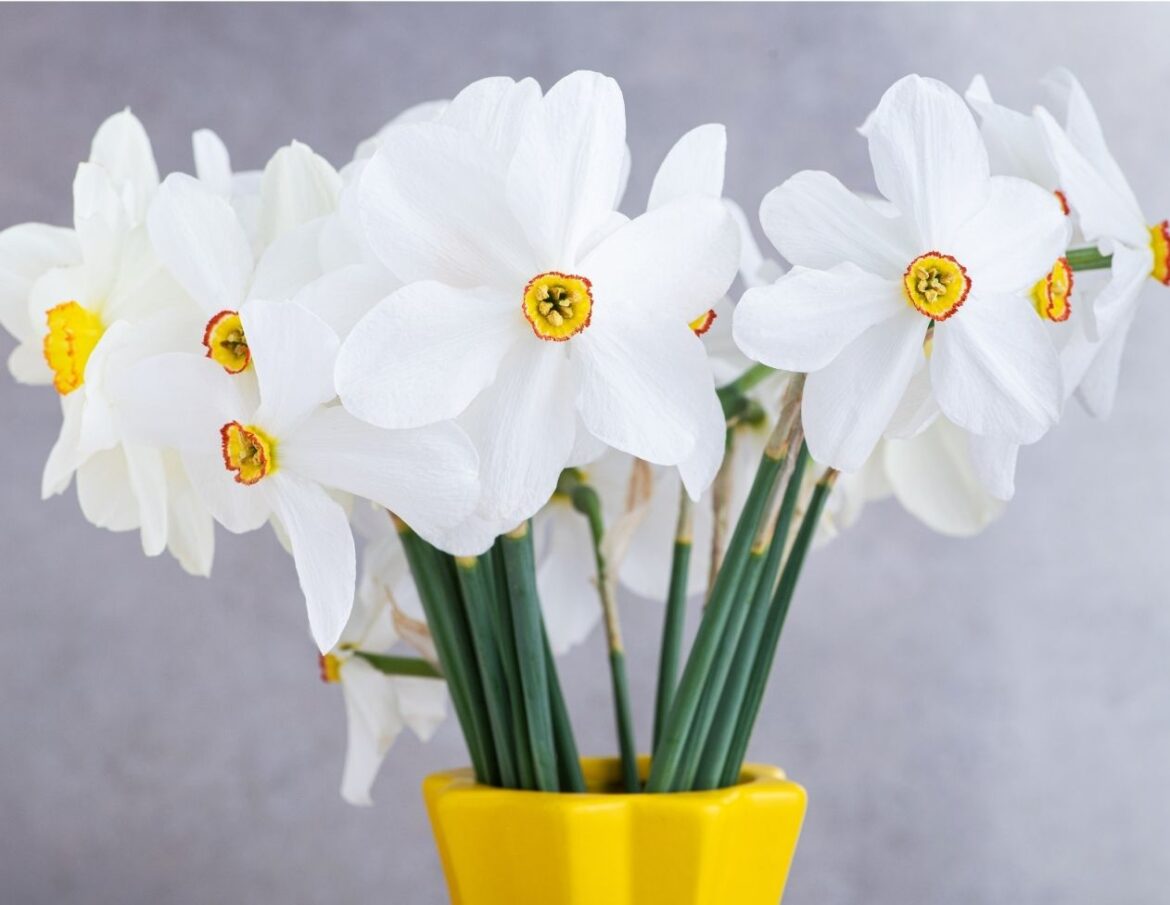 10 Amazing Health Benefits of Daffodil 🌼 Uses & Remedies