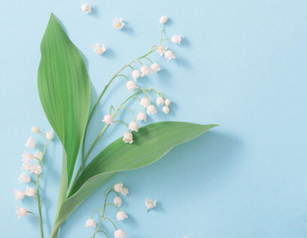 Lily of the Valley Uses and Natural Remedies