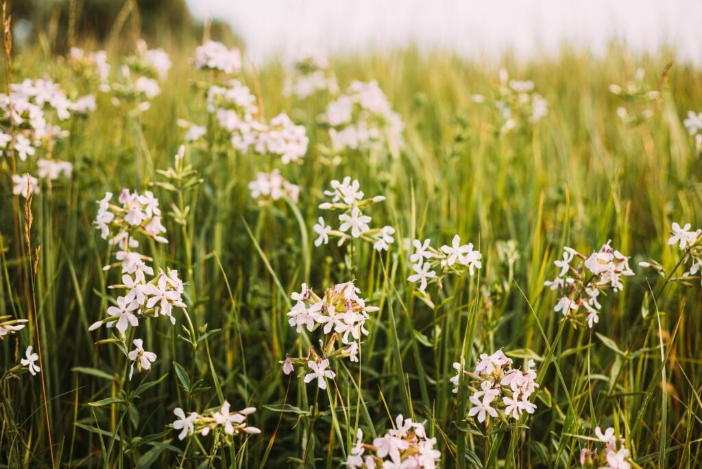 Soapwort - How to Make Shampoo at Home – 100% Natural - MyNaturalTreatment.com