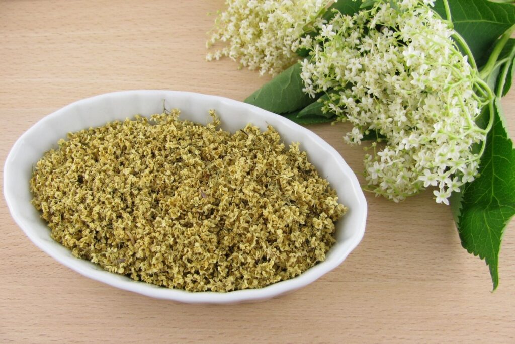 Elderflowers - Health Benefits of Elderflowers and How to Use - MyNaturalTreatment.com