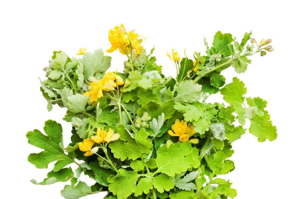 How to Use Celandine for Warts - 5 Ways - MyNaturalTreatment.com- MyNaturalTreatment.com