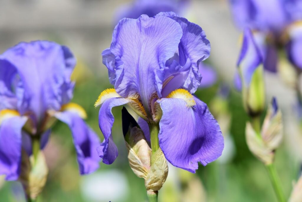 Iris Root Benefits and Natural Remedies and More - MyNaturalTreatment.com