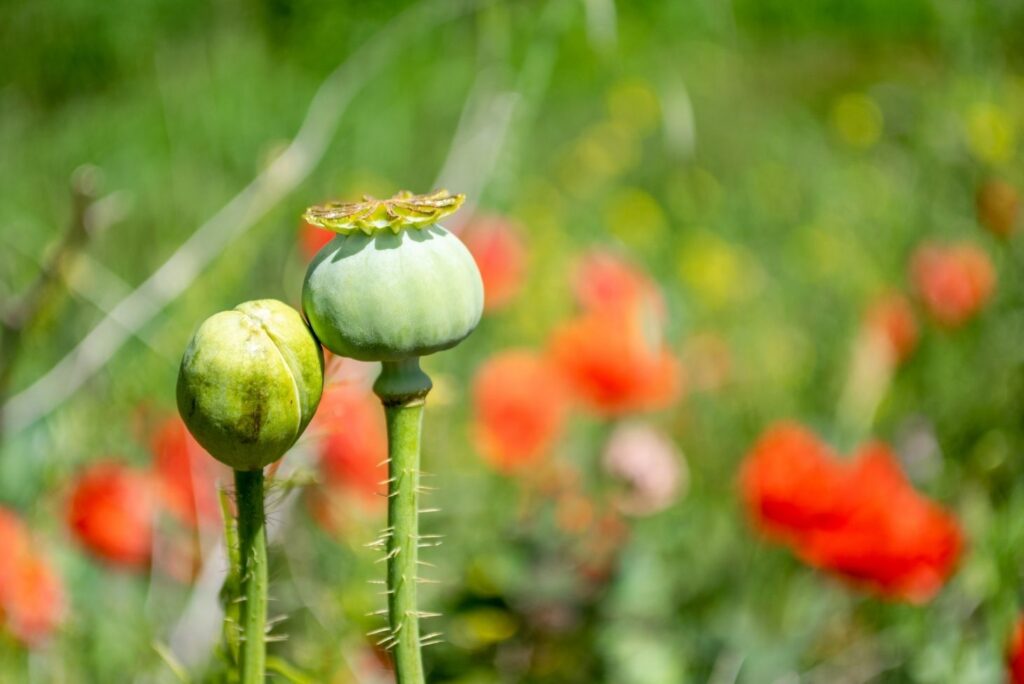 Papaver somniferum seed pod - Health Benefits of Poppy And How to Use - MyNaturalTreatment.com