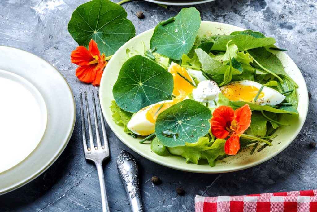 Nasturtium Salad - Health Uses of Nasturtium & How To Cook Nasturtium - MyNaturalTreatment.com