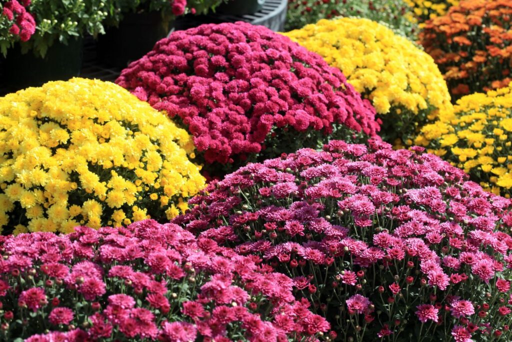 The Health Benefits of Chrysanthemums - MyNaturalTreatment.com