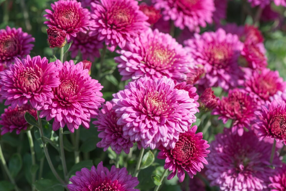 9 Unexpected Health Benefits of Chrysanthemums 🌺 Mums