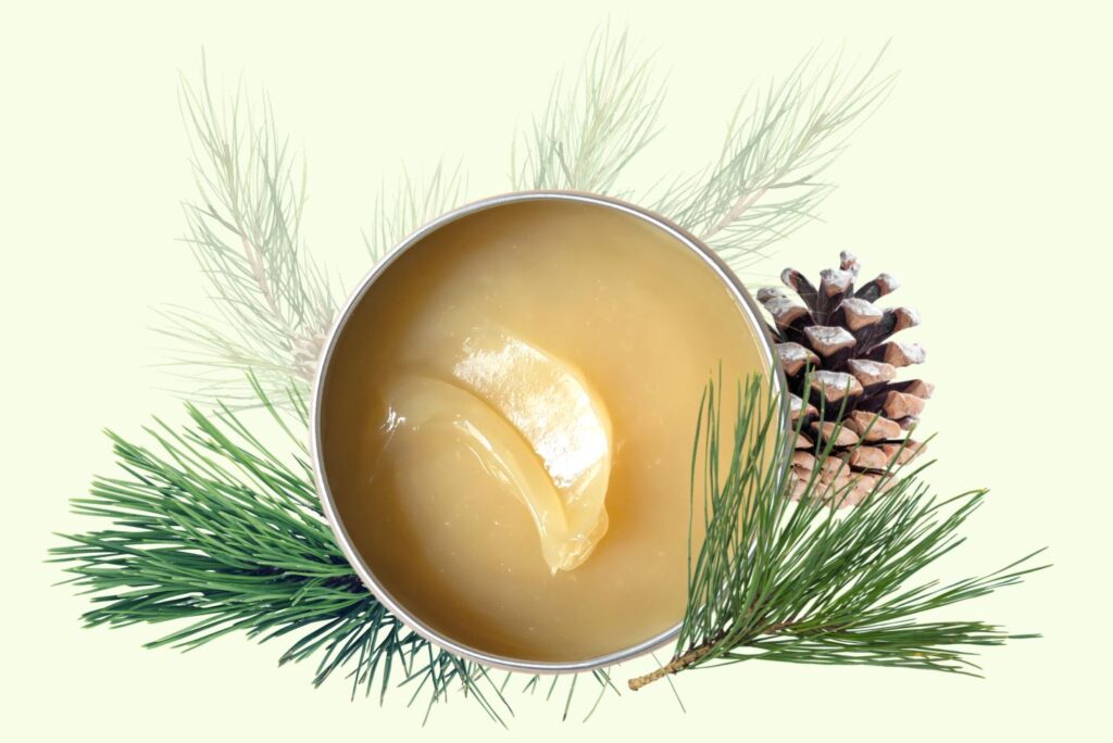 Pine Resin Salve Recipe- MyNaturalTreatment.com