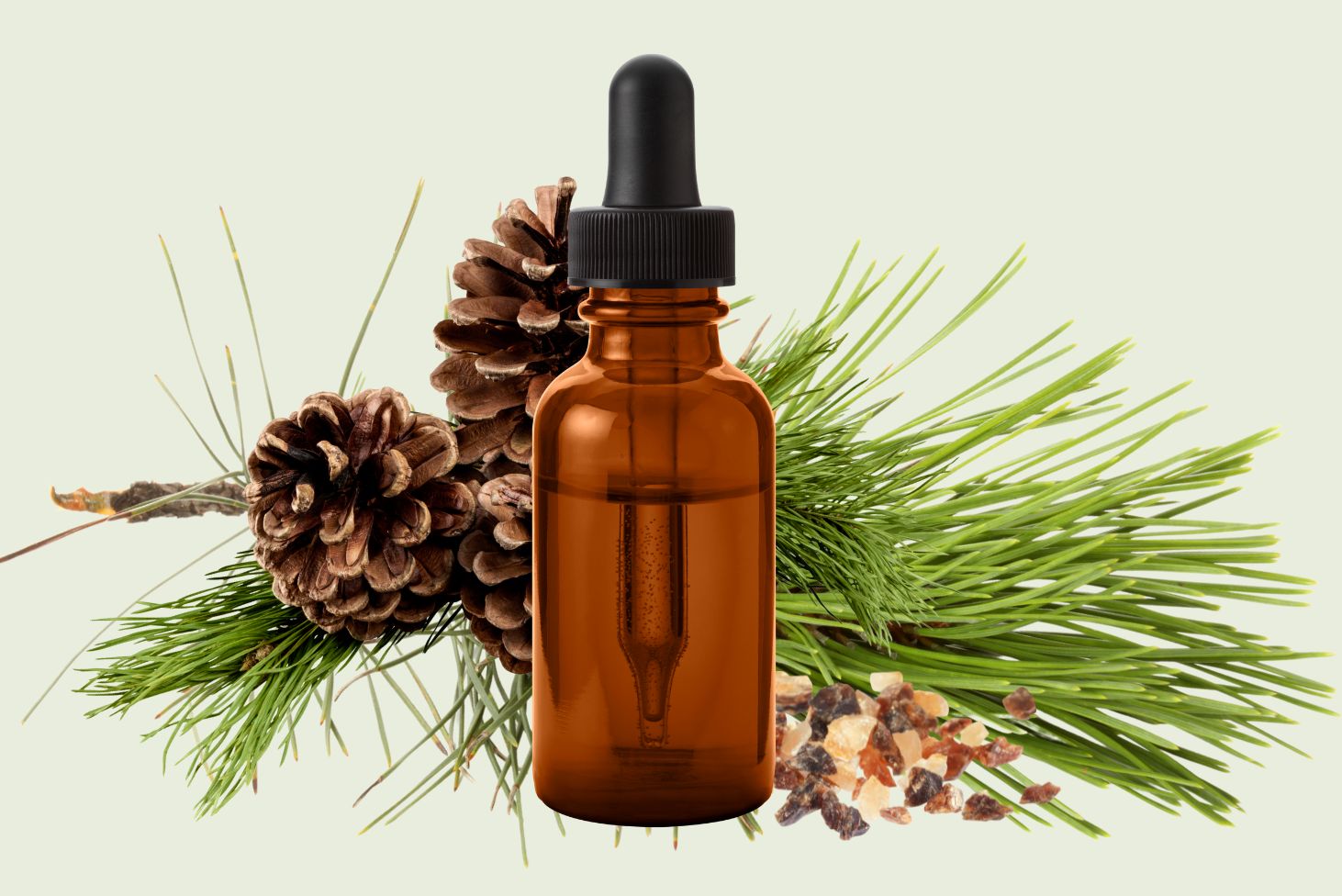 Embrace Nature's Healing: Crafting a Pine Resin Tincture with 200