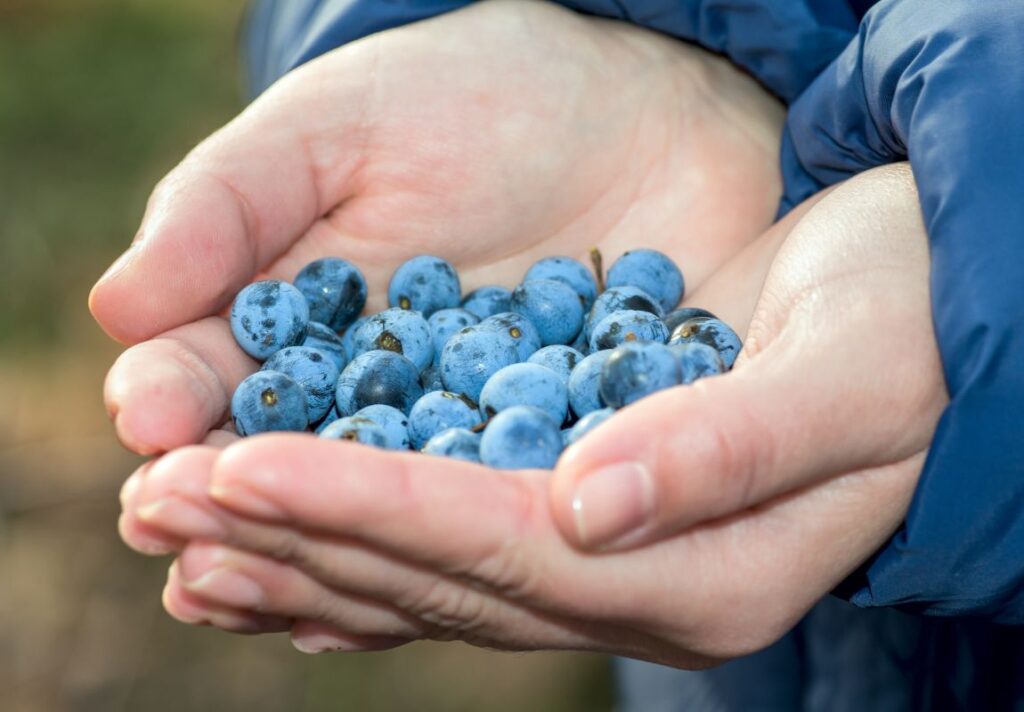 How to Use Sloes 3 Ways – Sloe Syrup, Sloe Juice, and Sloe Jam 