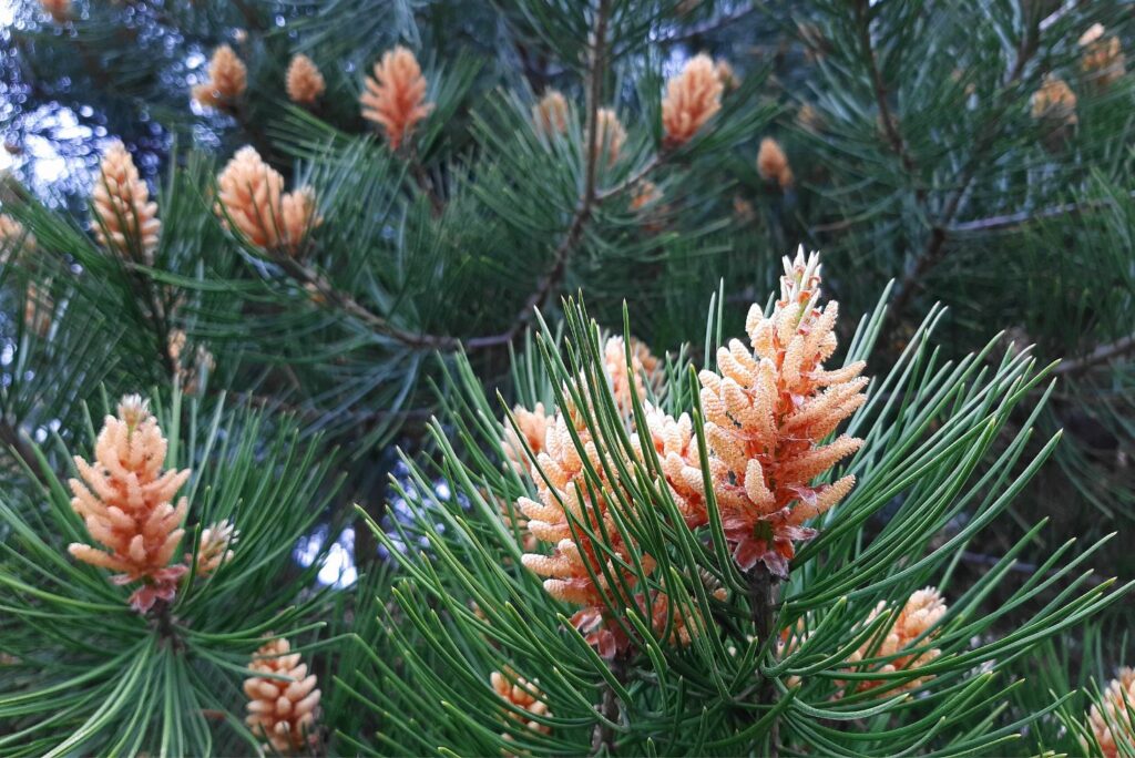 How to Harvest Pine Pollen and Use It As Medicine - MyNaturalTreatment.com