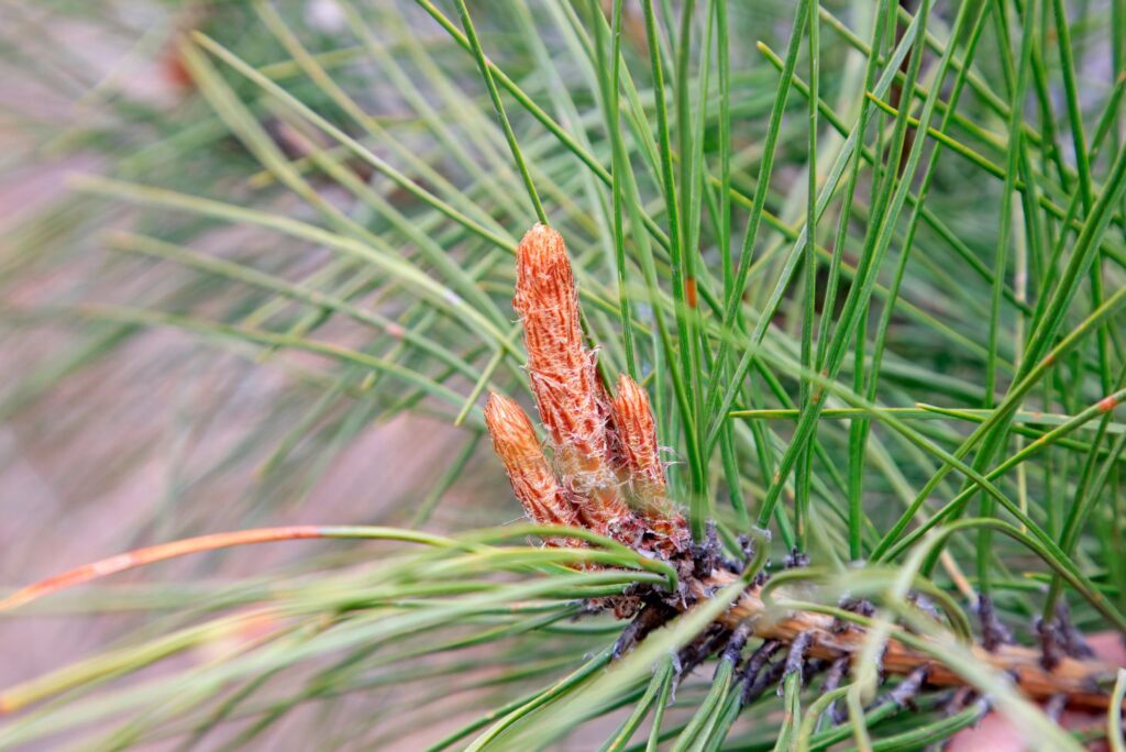 8 Health Benefits of Pine Buds and How to Use at Home