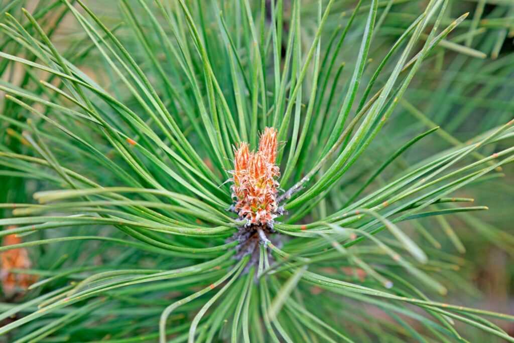 8 Health Benefits of Pine Buds and How to Use at Home 8 Health Benefits of Pine Buds and How to Use at Home
