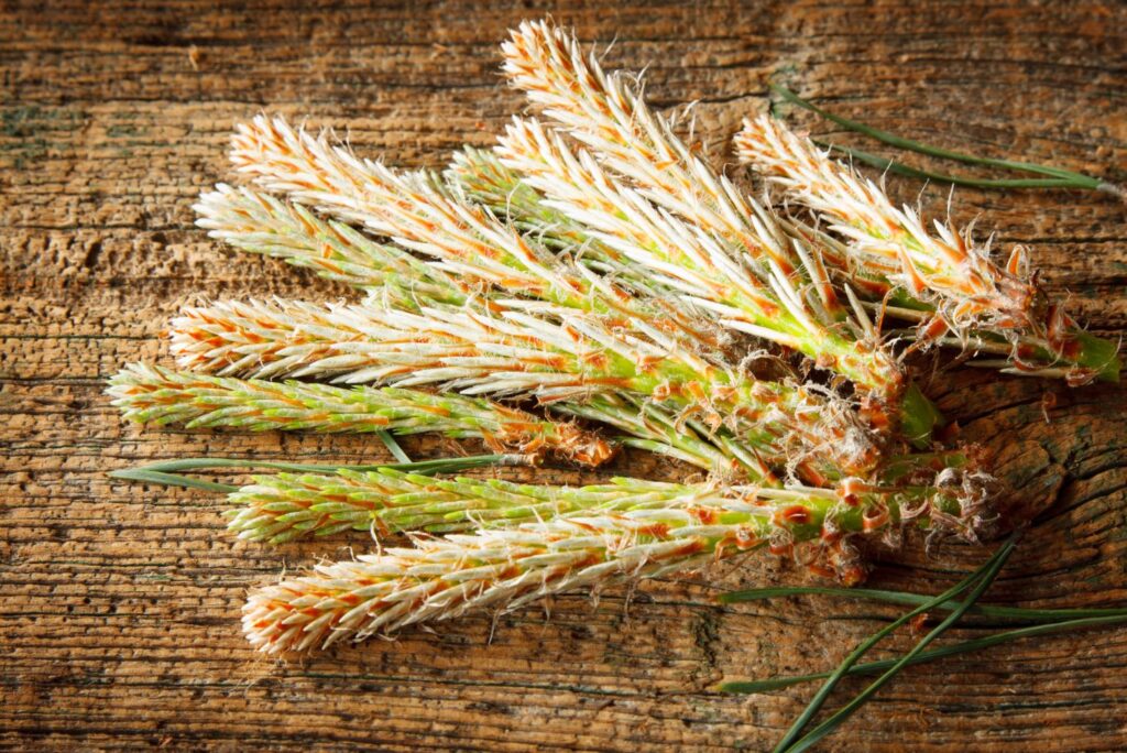 8 Health Benefits of Pine Buds and How to Use at Home MyNaturalTreatment.com