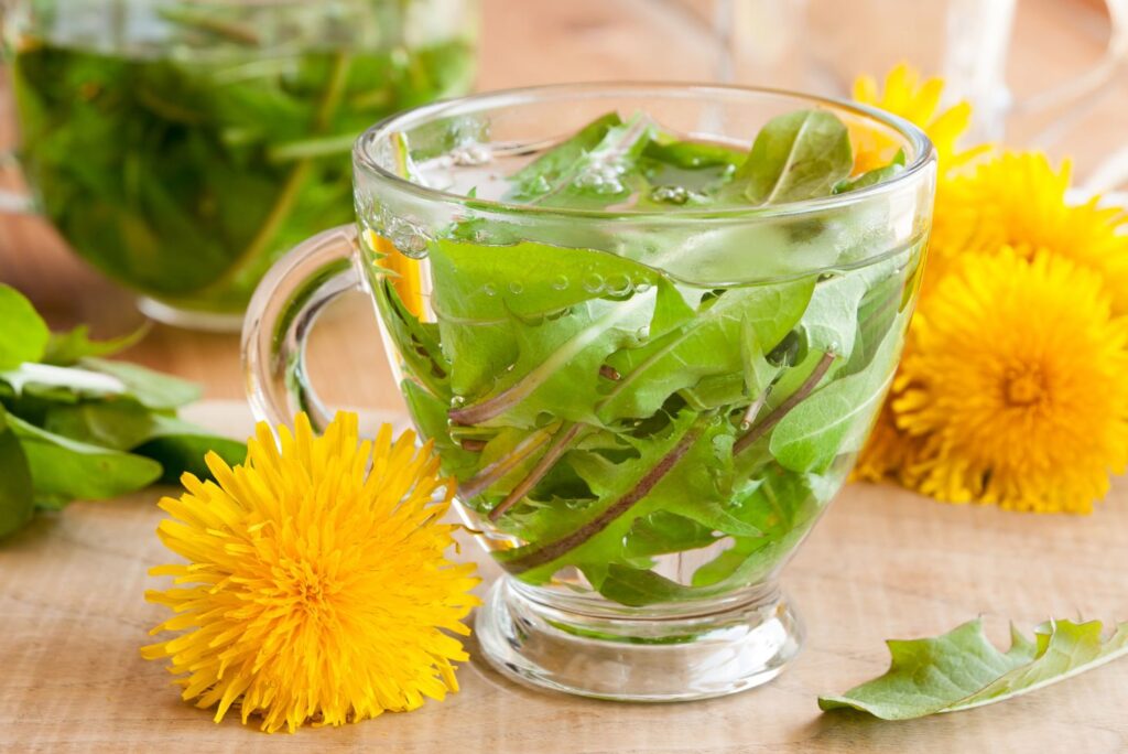 Dandelion Leaf Tea - 5 Health Benefits of Dandelion Leaf Tea & How to Make It - MyNaturalTreatment.com