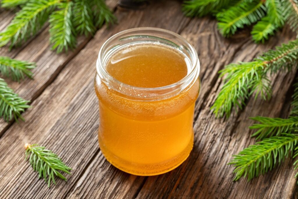 Spruce Buds Syrup for Cough Recipe and How to Use at Home - MyNaturalTreatment.com