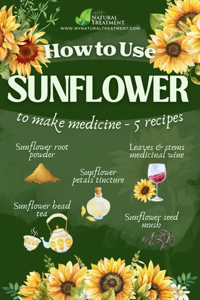 How to Use Sunflower to Make Medicine - Sunflower Remedies - Sunflower Uses - MyNaturalTreatment.com