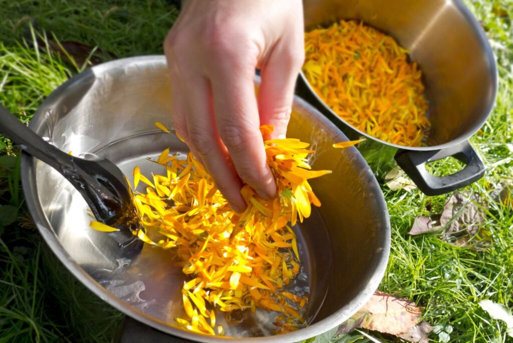 Marigold Salve Recipe - How to Make Marigold Salve and What to Use It For - NaturalTreatment.com - How to Make Calendula Salve