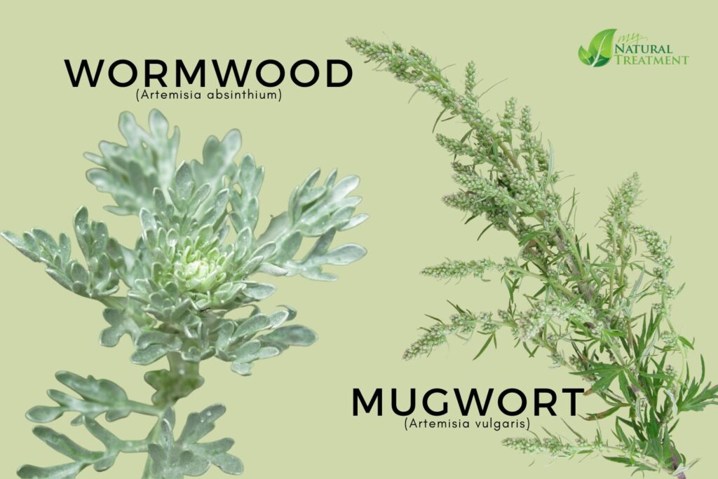 Health Uses of Wormwood - How to Make Wormwood Tincture Uses - How to Make Wormwood Tea Uses - NaturalTreatment.com