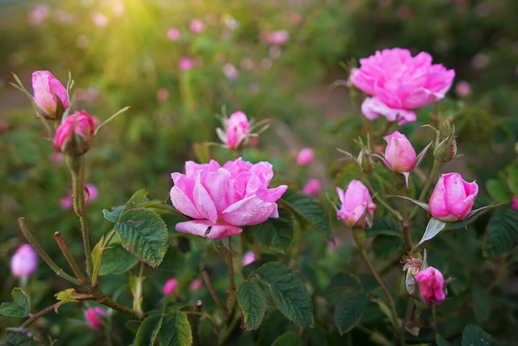Health Benefits of Damask Rose with Remedies - Damask Rose uses - Wormwood Juice - NaturalTreatment.com - NaturalTreatment.com