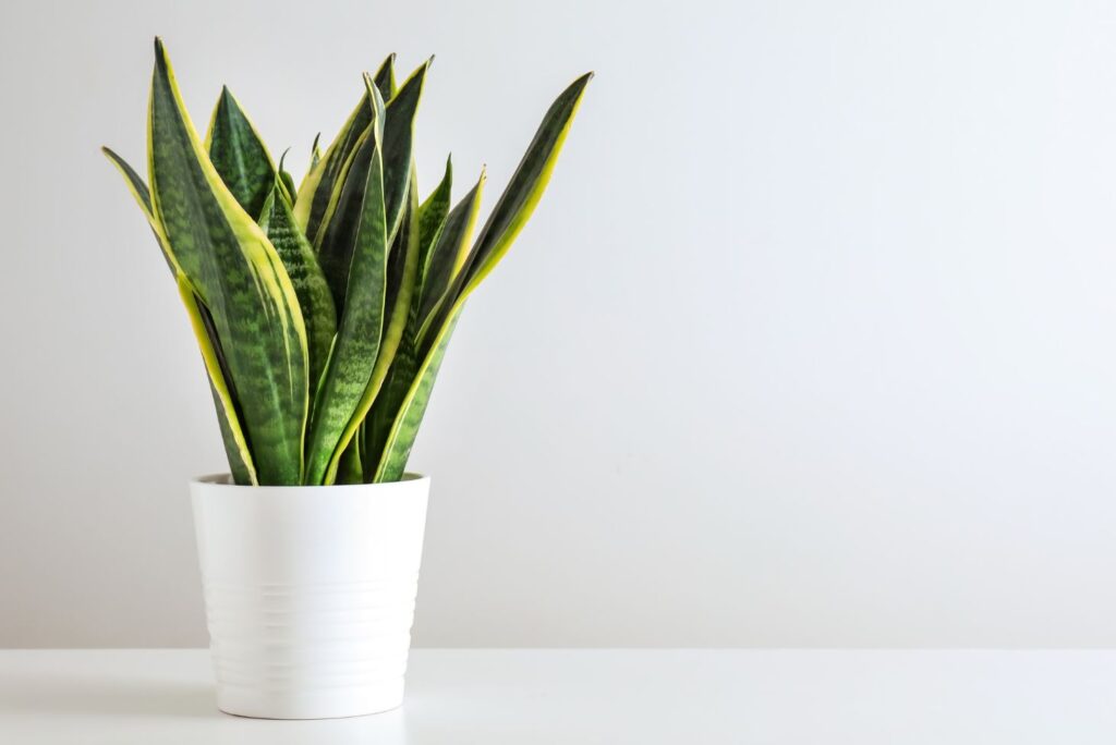 Health Benefits of Snake Plant and Natural Remedies - NaturalTreatment.com