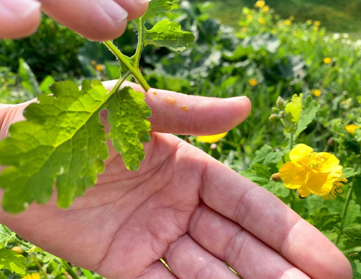 6 Amazing Health Uses of Celandine Sap & How to Juice It