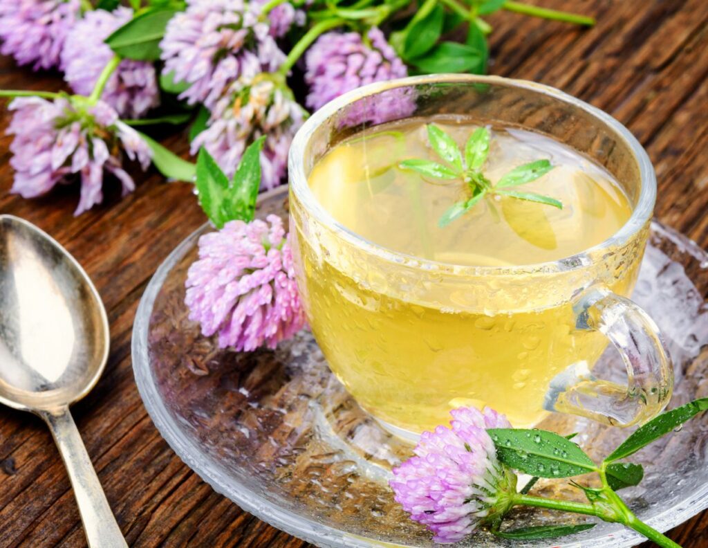 How to Make Red Clover Root Tea Uses - MyNaturalTreatment.com
