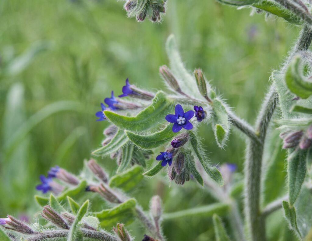 Anchusa officinalis - common bugloss - Less Known Herbs for Cancer and How to Use Them - MyNaturalTreatment.com