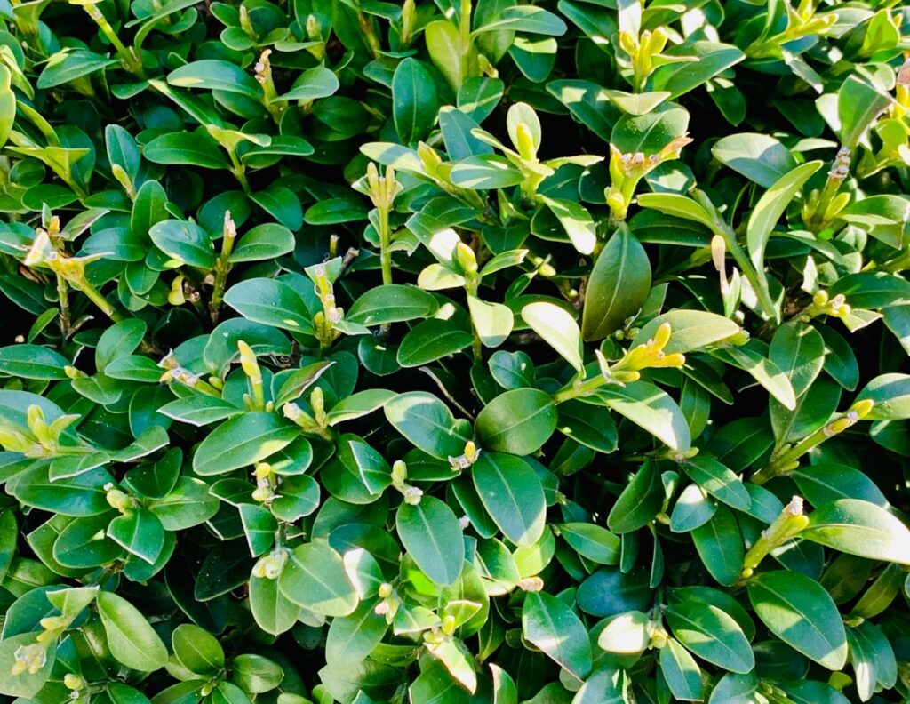 Buxus sempervirens - Boxwood - Less Known Herbs for Cancer and How to Use Them - MyNaturalTreatment.com