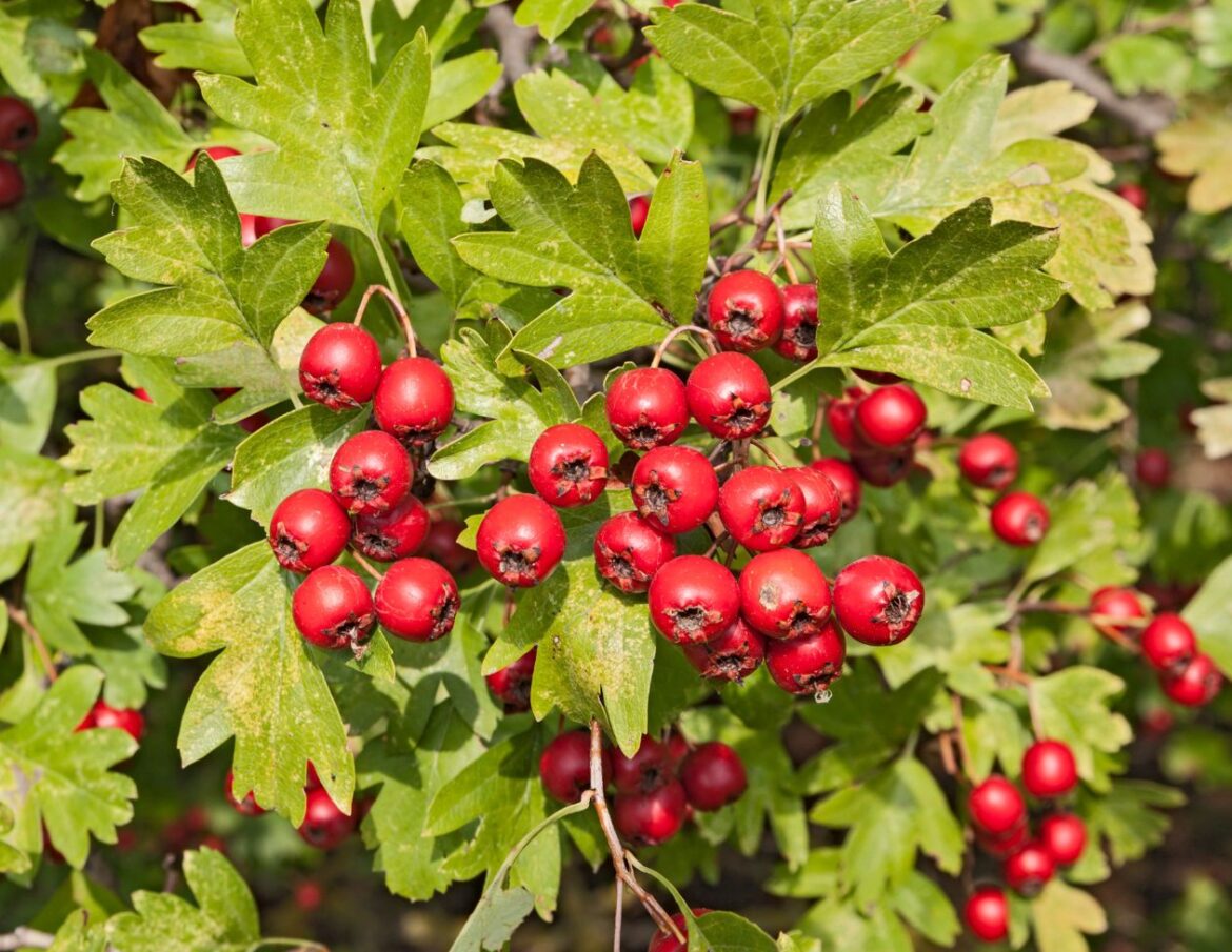 How to Use Hawthorn Berries for Heart Problems - 4 Easy Ways