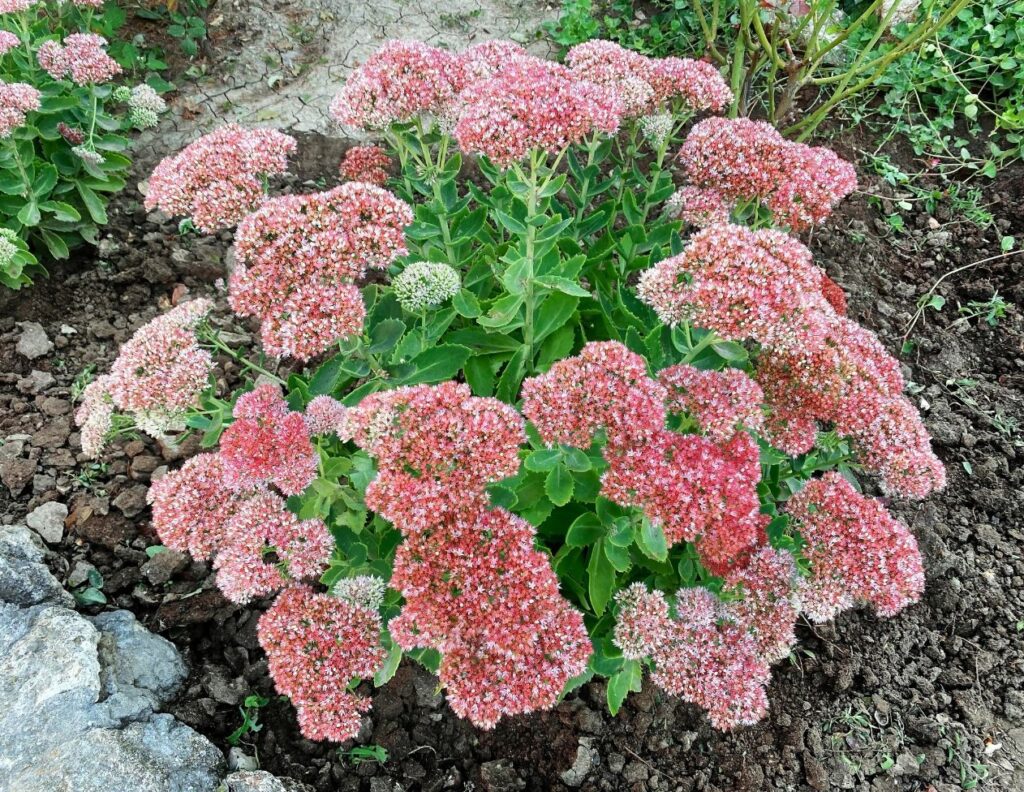 Sedum telephium - Orpine - Less Known Herbs for Cancer and How to Use Them - MyNaturalTreatment.com