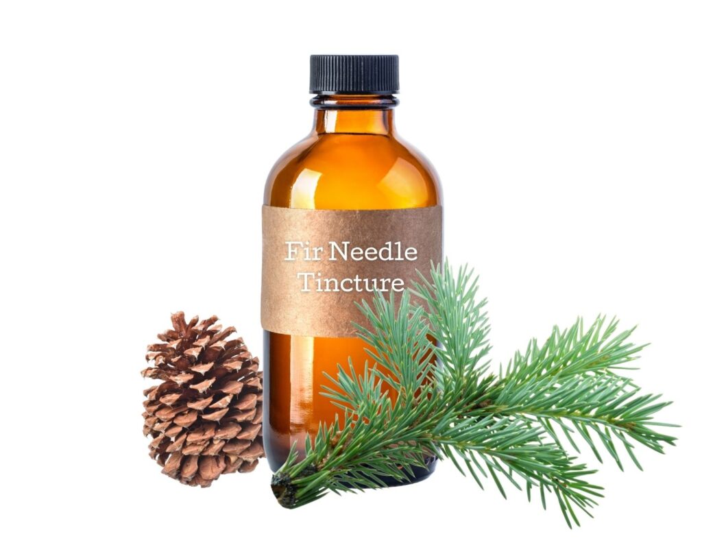 How to Make Fir Needle Tincture and Use - MyNaturalTreatment.com