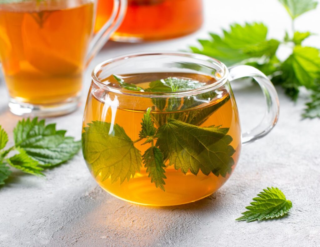How to Make Nettle Root Decoction and Use at Home - Nettle Root Decoction Uses - MyNaturalTreatment.com