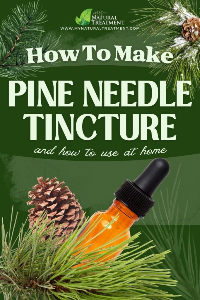 Pine Needle Tincture Recipe and How to Use - MyNaturalTreatment.com
