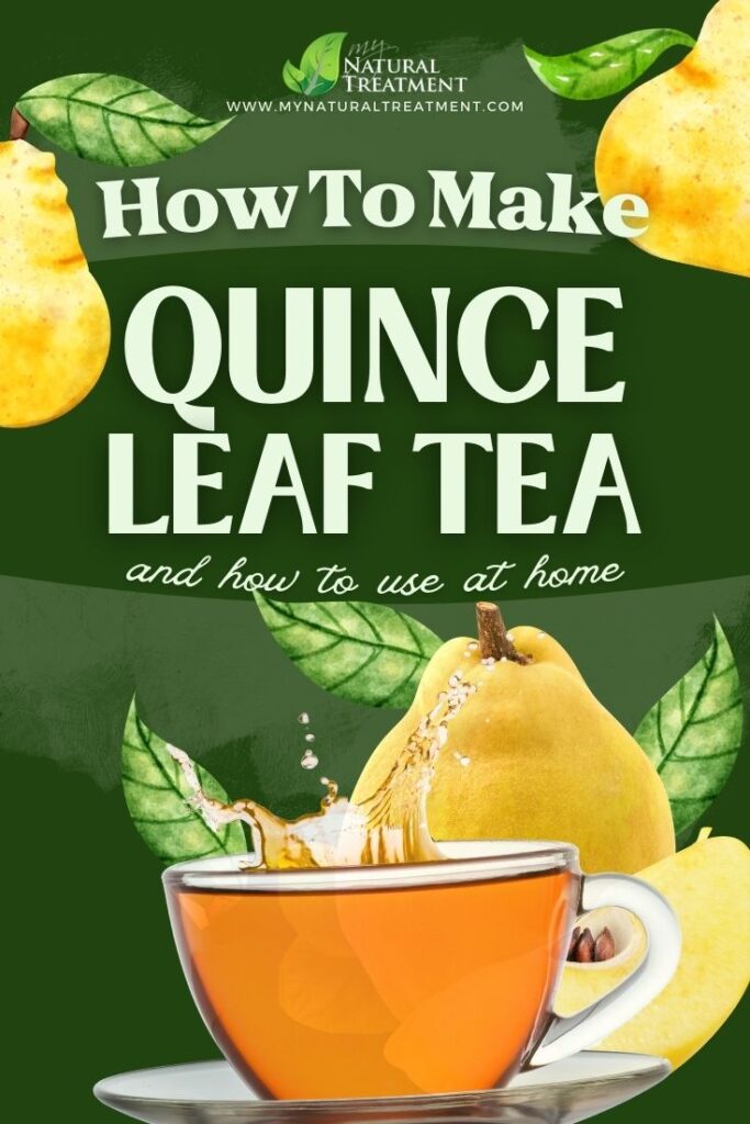 How to Make Quince Leaf Tea and Use at Home - Quince Health Uses - MyNaturalTreatment.com - MyNaturalTreatment.com