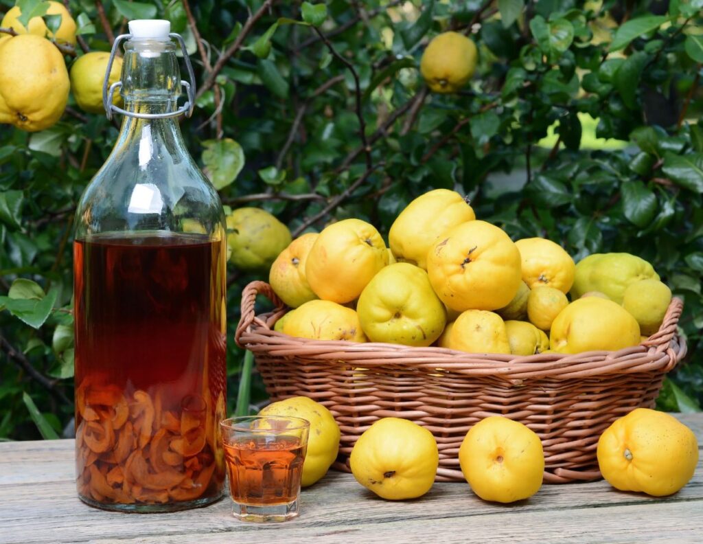 How to Make Quince Leaf Tincture and Use at Home - Health Uses of Quince - MyNaturalTreatment.com