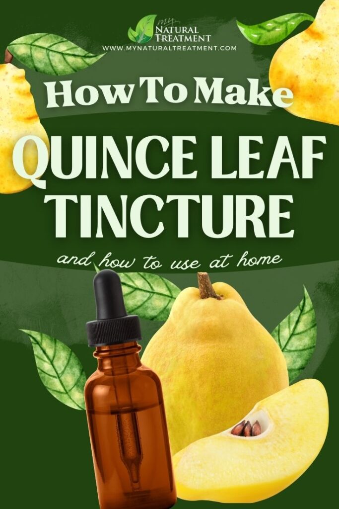 How to Make Quince Leaf Tincture and Use at Home - Quince Health Uses - MyNaturalTreatment.com - MyNaturalTreatment.com