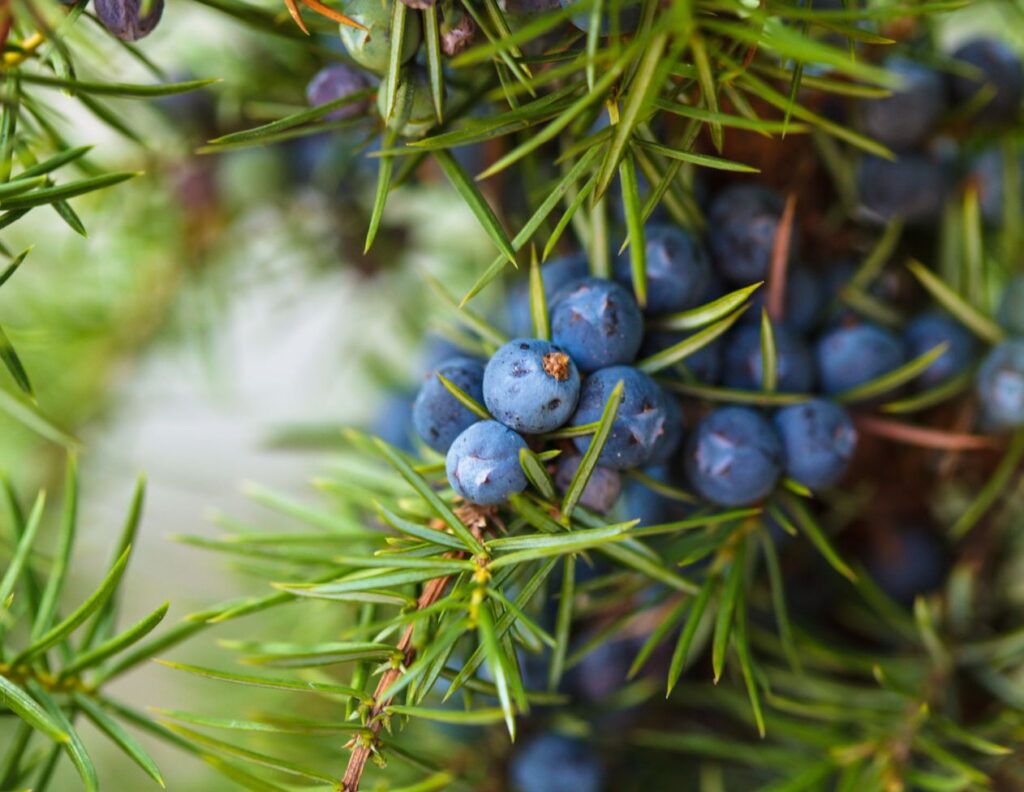 How to Use Juniper Berries as Medicine - Juniper Berries Uses - MyNaturalTreatment.com