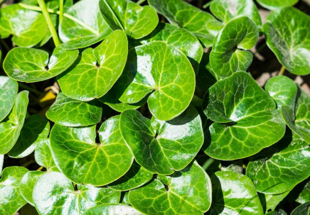 How to Use Asarabacca as Medicine - MyNaturalTreatment.com