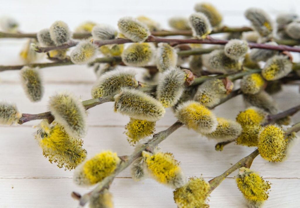 How to Make Willow Catkins Tea for Weather Sensitivity