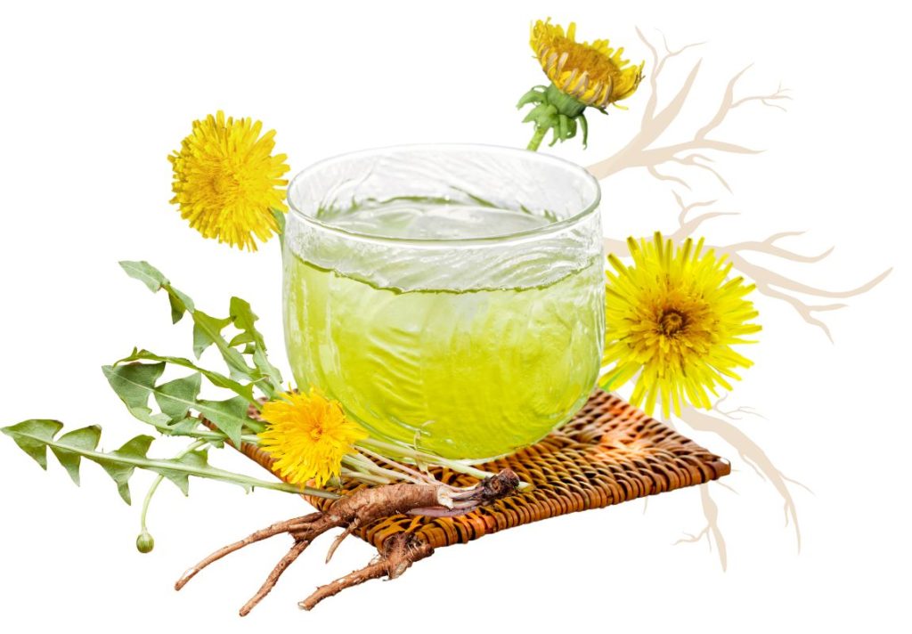 How to Use Dandelion Root for Lazy Gallbladder - MyNaturalTreatment.com