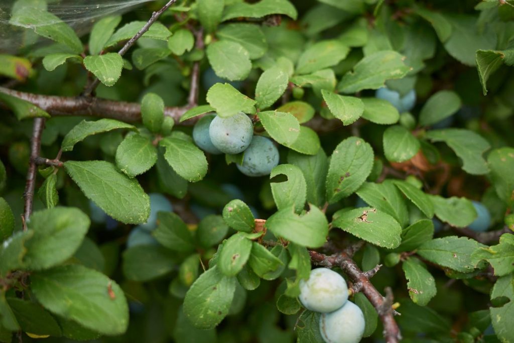 How to Use Blackthorn Leaves for Skin Problems - MyNaturalTreatment.com