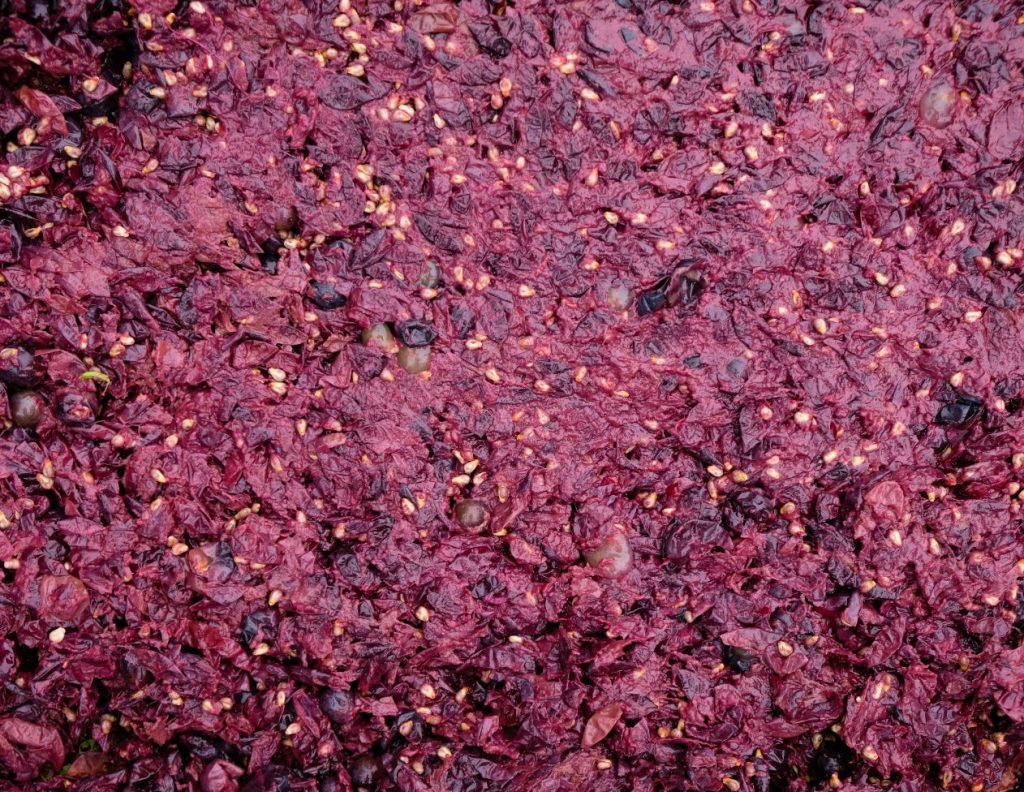 What Is Grape Pomace Used For - 4 Amazing Topical Uses of Grape Pomace - MyNaturalTreatment.com