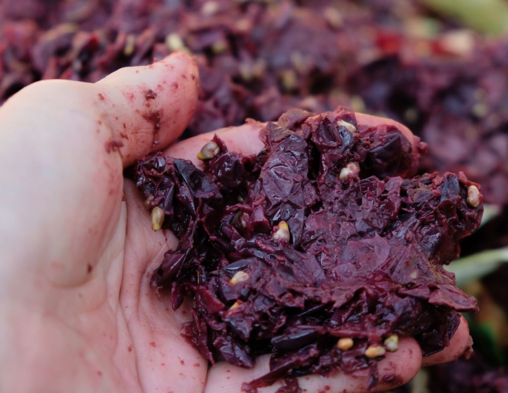 What Is Grape Pomace Used For 6 Amazing Medicinal Uses MyNaturalTreatment.com